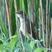 Eurasian Reed-Warbler